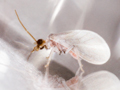 Coniopteryx lentiae